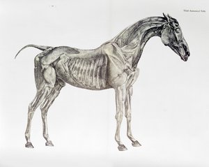Tercera Tabla Anatómica, de 