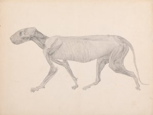 Cuerpo de tigre, vista lateral (dibujo terminado para tabla inédita; muestra la tercera etapa de la disección) de George Stubbs