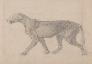 Cuerpo de tigre, vista lateral (primero de nueve dibujos de otro ejemplar de tigre) de George Stubbs