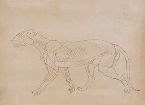 Cuerpo de tigre, vista lateral (Dibujo esquemático de una figura clave) de George Stubbs