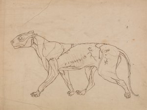 Cuerpo de tigre, vista lateral (Estudio esquemático de los músculos superficiales y su irrigación sanguínea, probablemente realizado para una figura clave). de George Stubbs