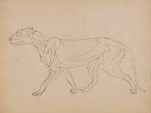 Cuerpo de tigre, vista lateral (Probablemente realizado como base para un llavero) de George Stubbs