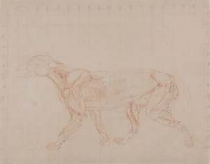 Cuerpo del tigre, vista lateral (Estudio de la cuarta fase de disección que muestra los músculos más profundos) de George Stubbs