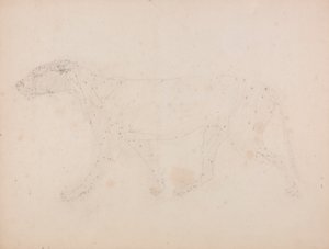 Cuerpo de tigre, vista lateral (Estudio de los músculos para el ratio de la Tabla IX) de George Stubbs