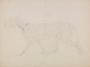 Cuerpo de tigre, vista lateral (Estudio de las capas superiores de los músculos y su irrigación sanguínea preparado para la figura clave del cuadro XIV) de George Stubbs