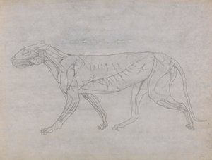 Cuerpo de tigre, vista lateral de George Stubbs