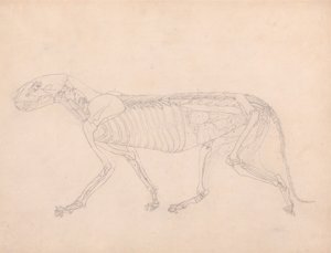 Cuerpo de tigre, vista lateral de George Stubbs