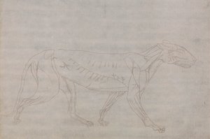 Cuerpo de tigre, vista lateral de George Stubbs