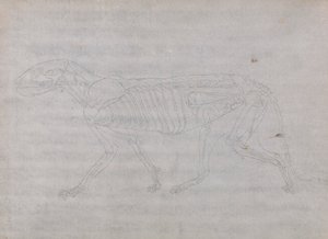 Cuerpo de tigre, vista lateral de George Stubbs