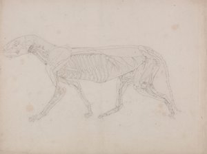 Cuerpo de tigre, vista lateral de George Stubbs