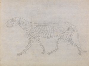Cuerpo de tigre, vista lateral de George Stubbs