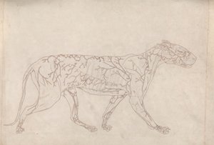 Tigre, Vista Lateral (Estudio del Esquema del Suministro Sanguíneo Superficial, Preparado para la Figura Clave de la Tabla IX) de George Stubbs