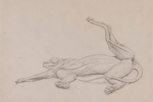 Tigre, reclinado, visto ventralmente de George Stubbs