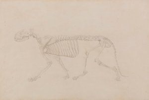 Esqueleto de tigre, vista lateral (estudio muy acabado para la tabla IV)