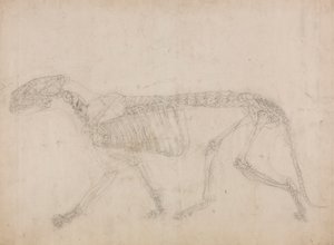 Esqueleto de tigre, vista lateral (Probablemente el estudio maestro del esqueleto) de George Stubbs