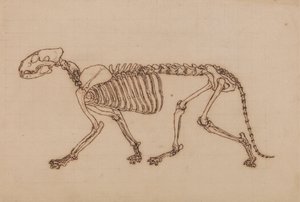Esqueleto de tigre, vista lateral de George Stubbs