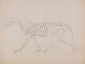 Esqueleto de tigre, vista lateral de George Stubbs