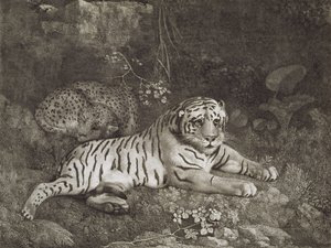 Dos tigres, grabado por el artista, pub. 1788