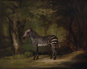 Cebra, exhibida 1763 de George Stubbs