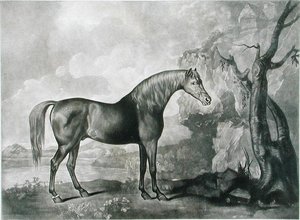 Máscara de caballo marrón, después de George Stubbs, 1773 de George Townley Stubbs