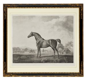 Sweetwilliam de George Townley Stubbs