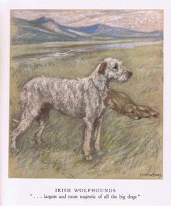 Irish Wolfhounds (litografía en color) de George Vernon Stokes