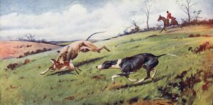 Caza con galgos