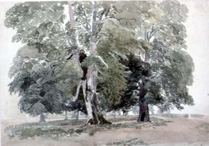 Estudio de árboles de George the Younger Barret