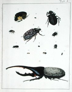 Varios escarabajos, lámina I de 