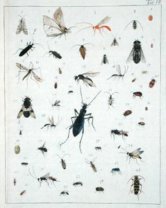 Varios insectos, lámina VII de 