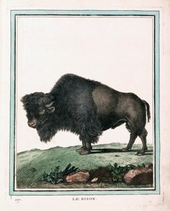 Estampa Antigua del Búfalo Americano de Georges Louis Leclerc