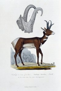 Historia natural: Tabla zoológica representando el Antílope Furcifer; Antílope Furcifer, Smith. a. Los cuernos en su desarrollo completo - en “Obras completas de Buffon” por el naturalista Georges Louis Leclerc, Conde de Buffon (1707 - 1788). Grabado de de Georges Louis Leclerc