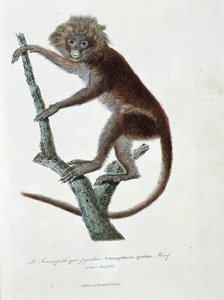 Placa de Historia Natural: Carta zoológica que representa Semnopitheque pyrrhus; Semnopithecus pyrrhus (de Horsfield) - en “Obras Completas de Buffon” por el naturalista Georges Louis Leclerc, Conde de Buffon (1707-1788). Grabado de 1837