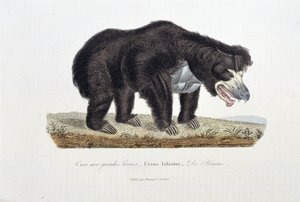 Placa de Historia Natural: Placa zoológica que representa al Oso con Grandes Labios, Ursus labiatus, De Blainville - en “Obras Completas de Buffon” del naturalista Georges Louis Leclerc, Conde de Buffon (1707 - 1788). Grabado de 1837 de Georges Louis Leclerc