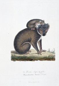 Placa de Historia Natural: Carta zoológica que representa Koala (según Griffith), Phascolarctos Fuscus - en “Obras Completas de Buffon” por el naturalista Georges Louis Leclerc, Conde de Buffon (1707-1788). Grabado de 1837 de Georges Louis Leclerc