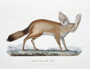 Placa de Historia Natural: Tabla zoológica que representa al Fennec, Canis zerda - en "Obras Completas de Buffon" del naturalista Georges Louis Leclerc, Conde de Buffon (1707 - 1788). Grabado de 1837. de Georges Louis Leclerc