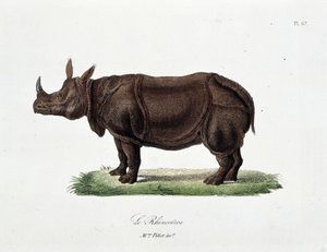 Placa de Historia Natural: Placa zoológica que representa al Rinoceronte - en “Obras Completas de Buffon” del naturalista Georges Louis Leclerc, Conde de Buffon (1707 - 1788). Grabado de 1837 de Georges Louis Leclerc