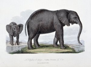 Placa de Historia Natural: Placa zoológica que representa al elefante africano; Elephas Africanus - en “Obras Completas de Buffon” del naturalista Georges Louis Leclerc, Conde de Buffon (1707 - 1788). Grabado de 1837 de Georges Louis Leclerc
