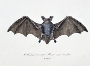 Placa de Historia Natural: Tabla zoológica que representa al Murciélago Murin con alas extendidas - en "Obras completas de Buffon" del naturalista Georges Louis Leclerc, Conde de Buffon (1707 - 1788). Grabado de 1837. de Georges Louis Leclerc
