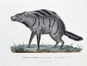Placa de Historia Natural: Placa zoológica que representa al Protele de Lalande, Proteles Lalandii - en “Obras Completas de Buffon” del naturalista Georges Louis Leclerc, Conde de Buffon (1707 - 1788). Grabado de 1837 de Georges Louis Leclerc