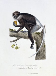 Placa de Historia Natural: Placa zoológica que representa al Semnopiteco de Rabadilla Blanca, Semnopithecus Leucoprymnus, Otto - en “Obras Completas de Buffon” del naturalista Georges Louis Leclerc, Conde de Buffon (1707 - 1788). Grabado de 1837 de Georges Louis Leclerc