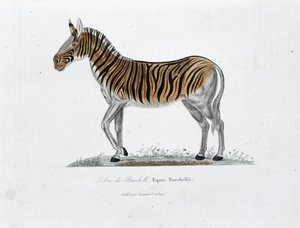 Placa de Historia Natural: Tabla zoológica que representa la Cebra de Burchell, Equus Burchellii - en 