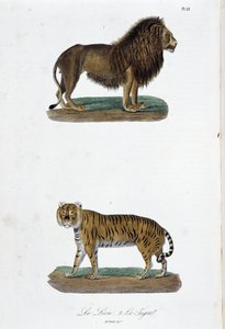 Placa de Historia Natural: Tabla zoológica que representa al león y al tigre - en 