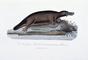 Historia natural: Tabla zoológica representando el ornitorrinco Paradoxal (Ornithorhynchus Paradoxux), Blumenb - en “Obras de Buffon” por el naturalista Georges Louis Leclerc, Conde de Buffon (1707 - 1788). Grabado de 1837.