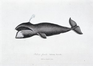Placa de Historia Natural: Tabla zoológica que representa la ballena franca, Balaena borealis - en 