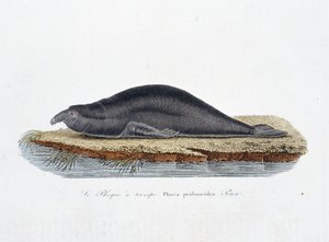 Placa de Historia Natural: Tabla zoológica que representa la foca a trompa, Phoca proboscidea, Peron - en 