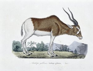 Placa de Historia Natural: Tabla zoológica que representa al Antílope Giboso, Antílope Gibbosa, Savi - en "Obras Completas de Buffon" del naturalista Georges Louis Leclerc, Conde de Buffon (1707 - 1788). Grabado de 1837. de Georges Louis Leclerc