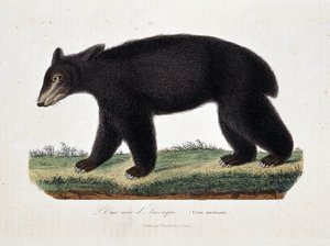 Historia natural: Tabla zoológica representando El Oso Negro de América (Ursus americanus) - en “Obras de Buffon” por el naturalista Georges Louis Leclerc, Conde de Buffon (1707 - 1788). Grabado de 1837. de Georges Louis Leclerc