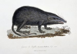 Placa de Historia Natural: Carta zoológica que representa el Gymnure de Raffles, Gymnura Rafflesii, Lefs, hombre - en “Obras Completas de Buffon” por el naturalista Georges Louis Leclerc, Conde de Buffon (1707-1788). Grabado de 1837 de Georges Louis Leclerc