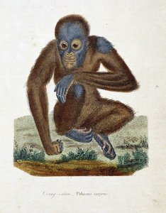 Placa de Historia Natural: Gráfico zoológico que representa al Orangután (orangután, orangután, orangután), Pithecus satyrus - en “Obras Completas de Buffon” del naturalista Georges Louis Leclerc, Conde de Buffon (1707 - 1788). Grabado de 1837 de Georges Louis Leclerc